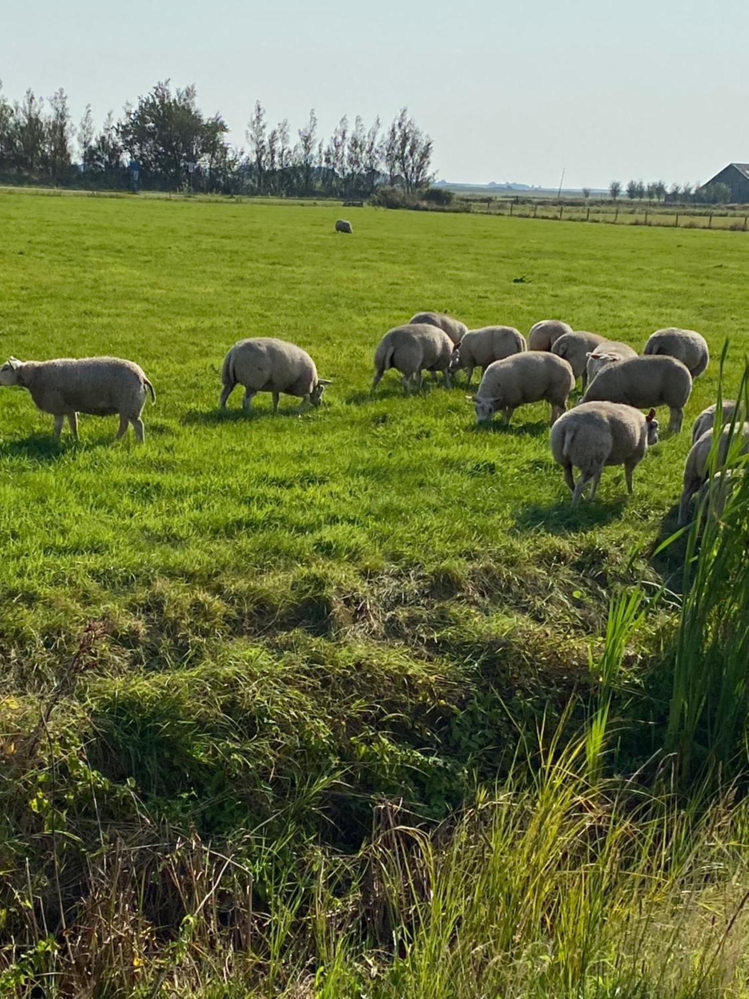 Oomes Huus Haestens And Koffie Den Hoorn  Exteriör bild